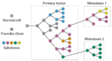 Phylogenetic tree for cancer evolution